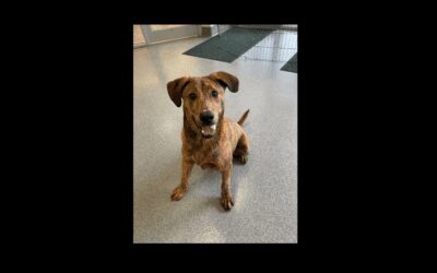 Bucky the puppy has one wish: finding a forever home!