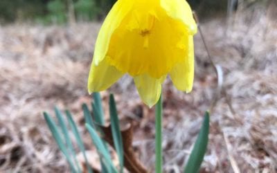 Walk of the Week: 04.06.23