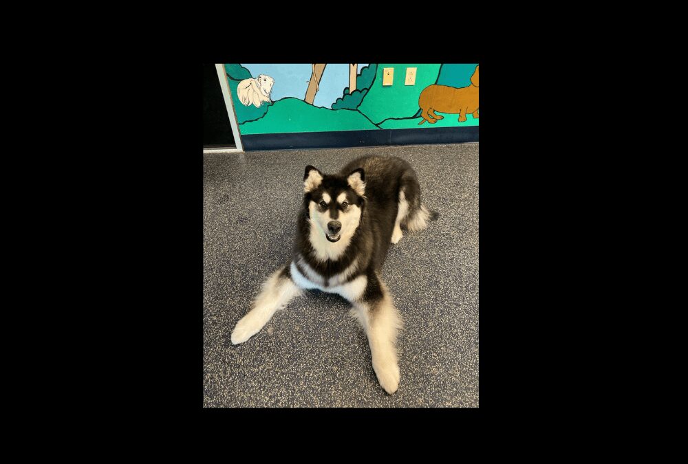 Nymeria the Alaskan Malamute Needs a Forever Home