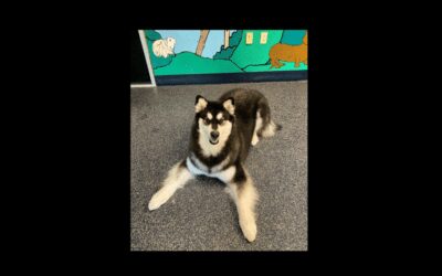 Nymeria the Alaskan Malamute Needs a Forever Home