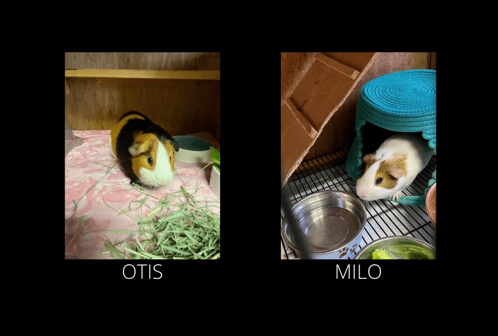 Otis & Milo Need a New Home!