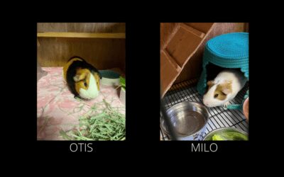 Otis & Milo Need a New Home!