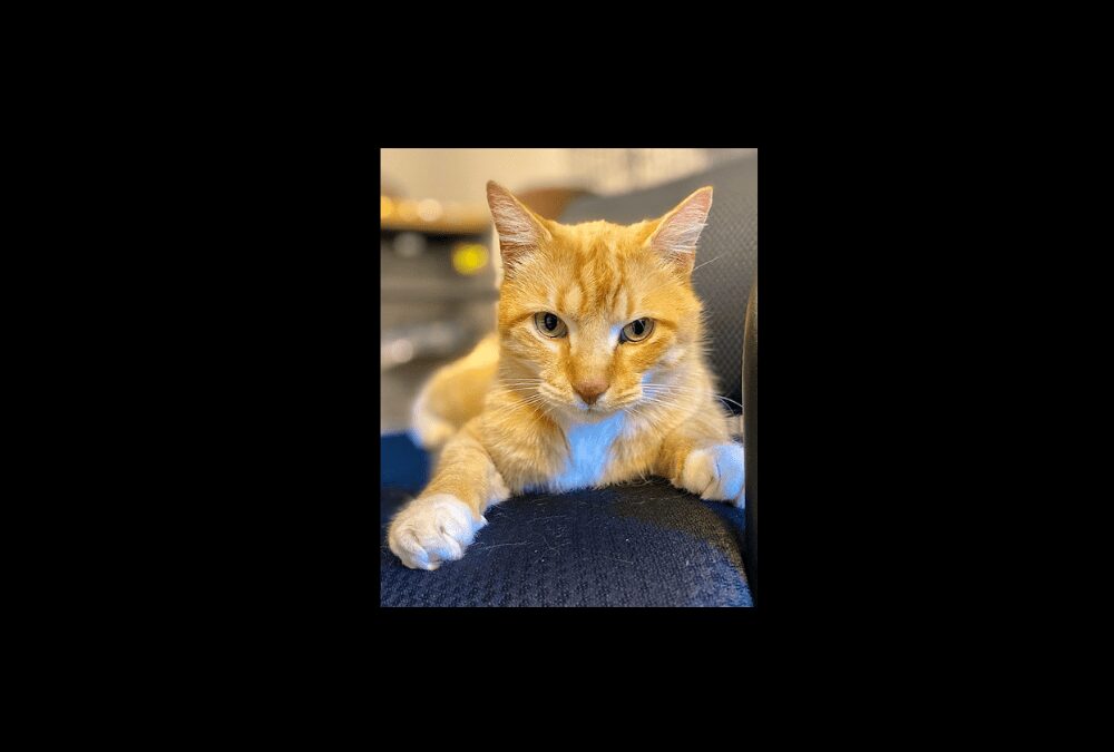 Woodstock the kitty is searching for a new home