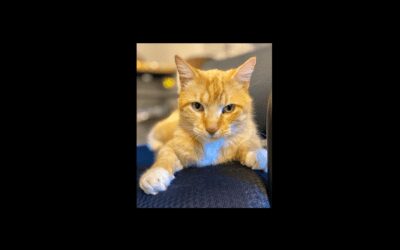 Woodstock the kitty is searching for a new home