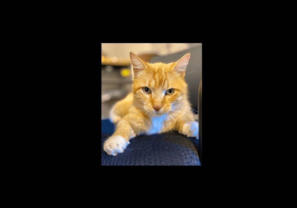 Woodstock the cat