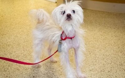 Fluffy the dog wants to be your one and only