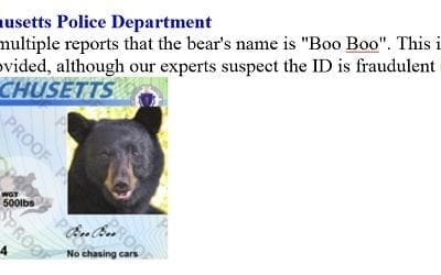 Bear Sighting In Kingston