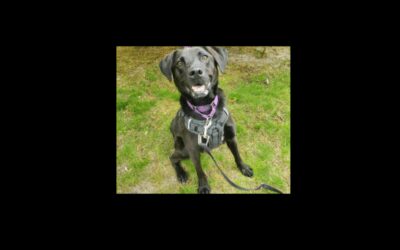 Brady wants to be your one and only!