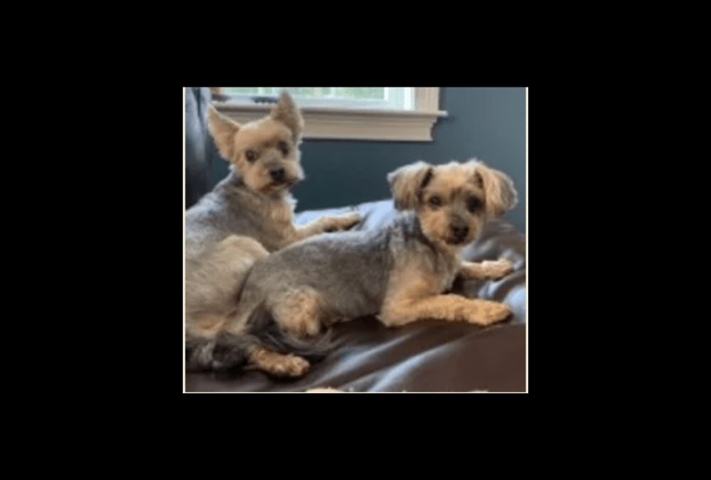 Say hello to Charlie & Lola