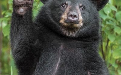 Bear Spotted In Cohasset