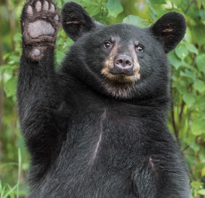 Bear Spotted In Cohasset