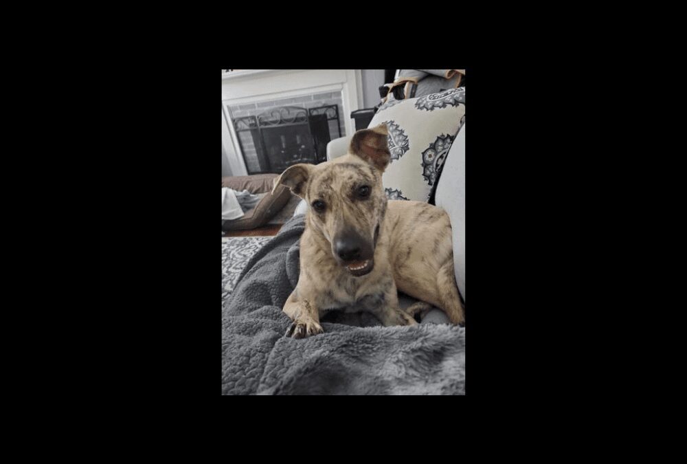 Jasmine is ready to be adopted!