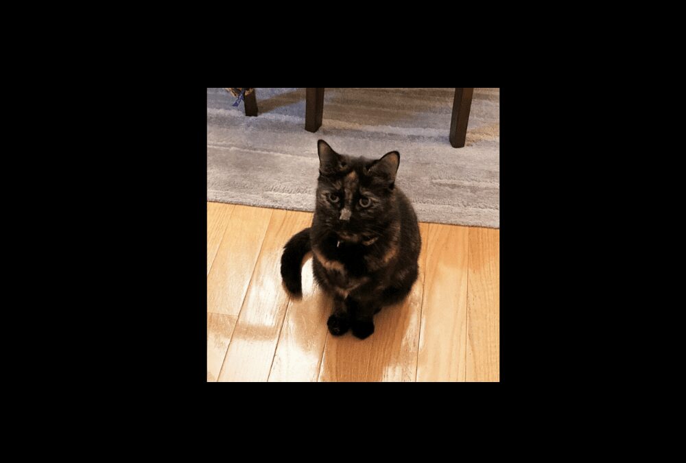 Vanson: once a parking lot cat, this Torti is seeking a good home for retirement
