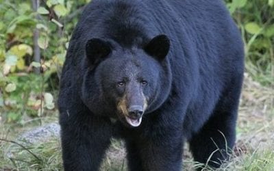Black Bear Roaming South Shore Spotted in Hanson