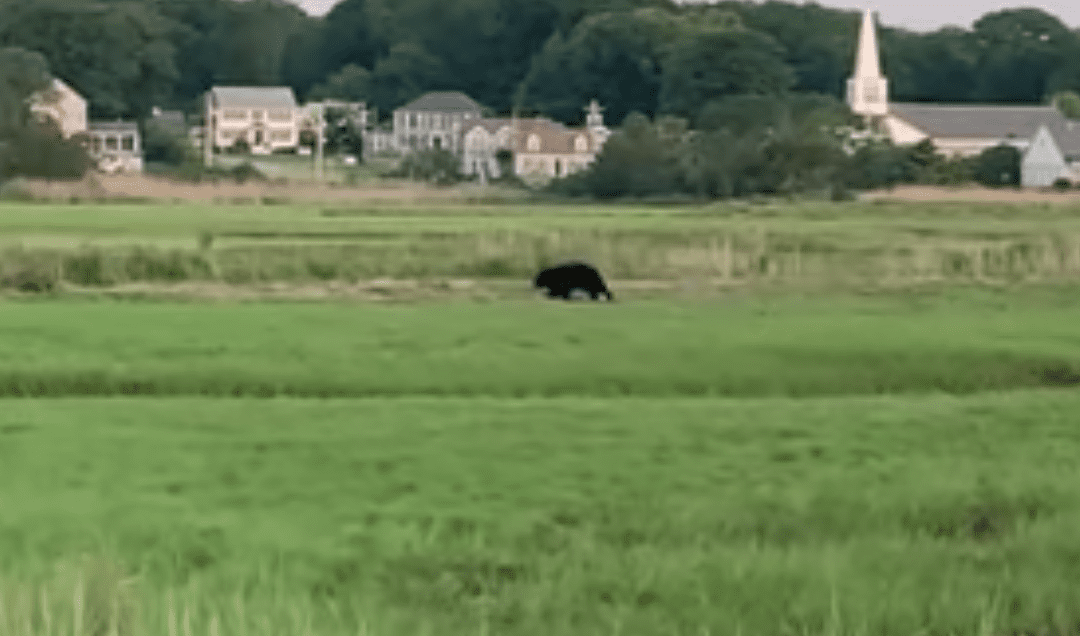 Officials Announce Death Of Bear Seen Roaming South Shore