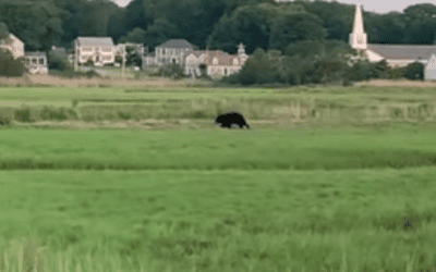 Officials Announce Death Of Bear Seen Roaming South Shore