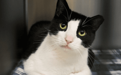 Scituate Animal Shelter’s Name Your Own Adoption Fee Fundraiser This Weekend