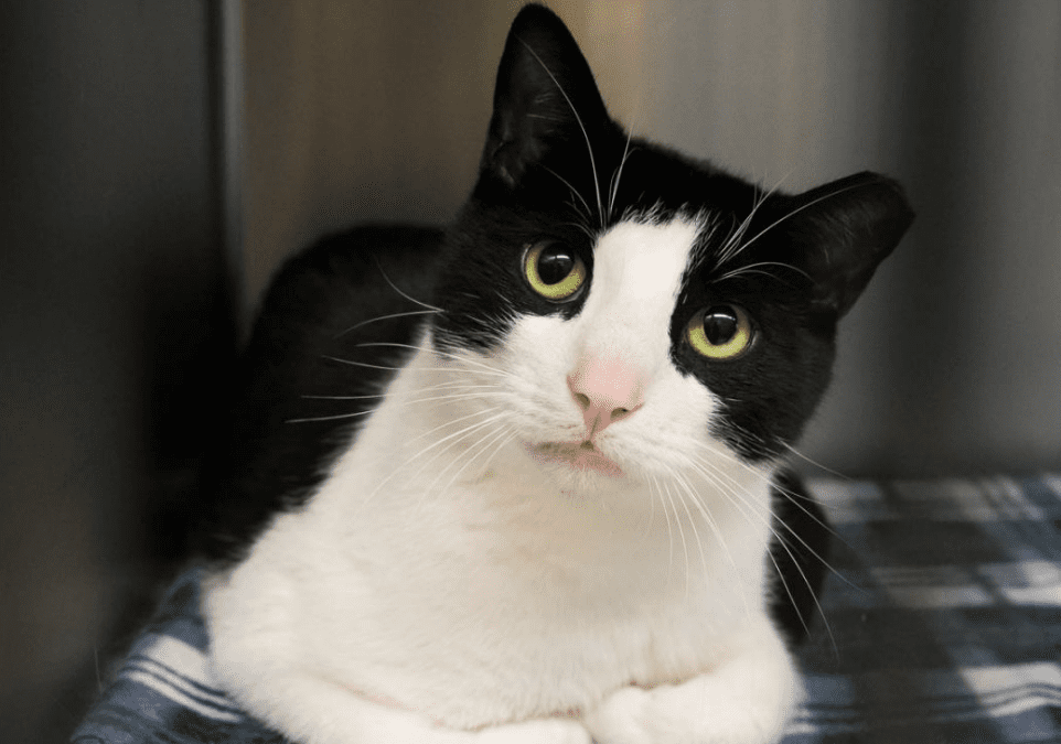 Scituate Animal Shelter’s Name Your Own Adoption Fee Fundraiser This Weekend