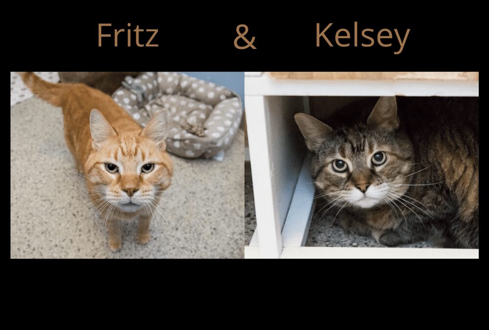 Twice the amount of love to give: meet Kelsey & Fritz!