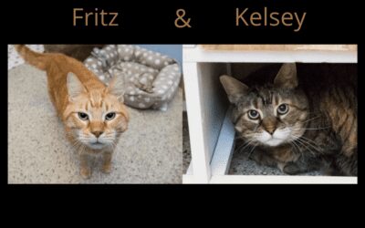 Twice the amount of love to give: meet Kelsey & Fritz!