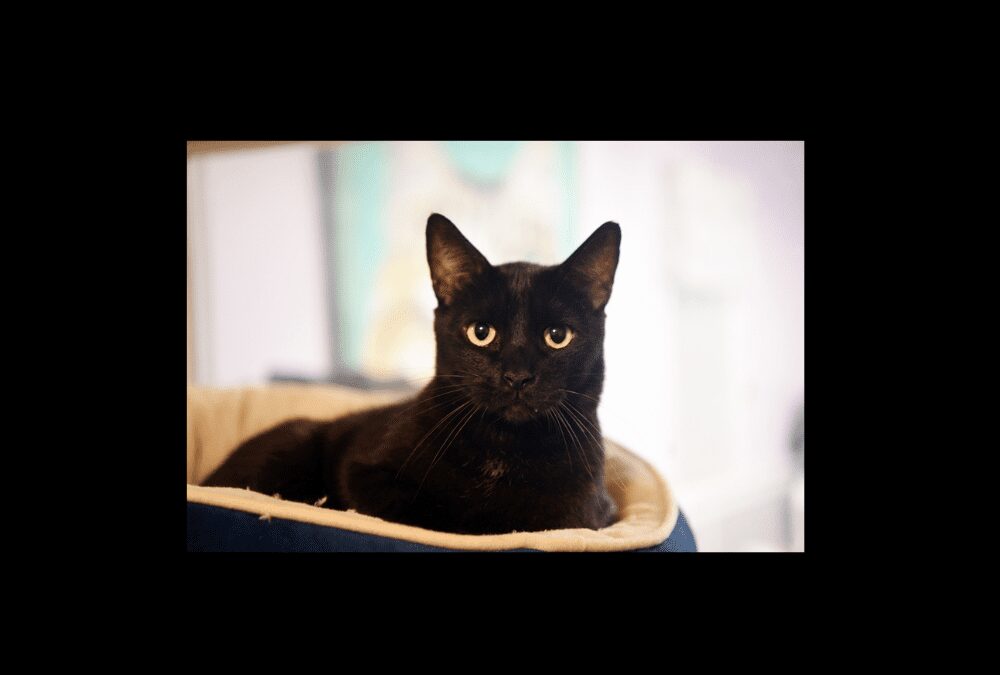 It’s a shame about Ray…he needs a new home!