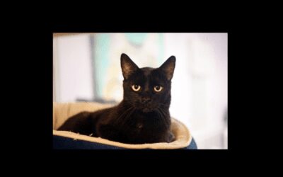 It’s a shame about Ray…he needs a new home!