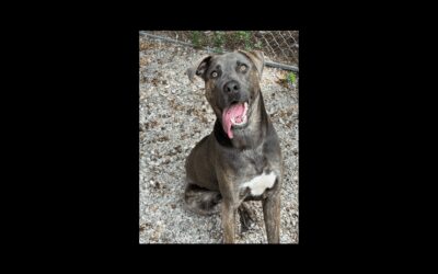 Meet Zander the pup who is in search of his fur-ever home!