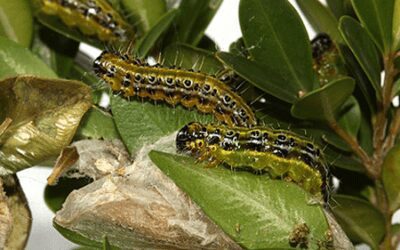 State Officials Warn of Invasive Moths in Boxwood Plants