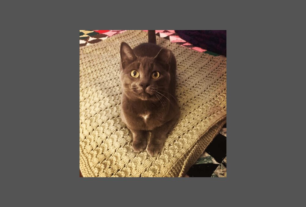 South the cat is off the streets and ready for your home!