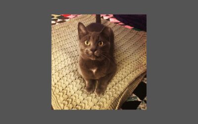 South the cat is off the streets and ready for your home!