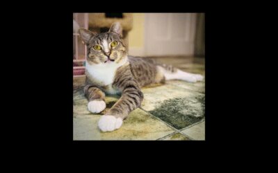 Benji the Cat Craves a Fur-ever Home