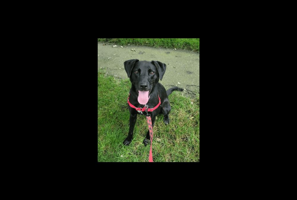 Brady the Lab is searching for his forever home