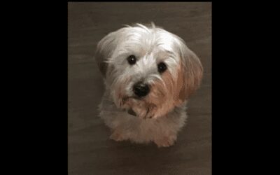 Flynn the Yorkie-Poo is waiting for you!