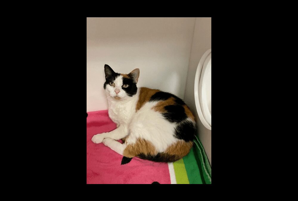 Genevieve the gem searches for her forever home