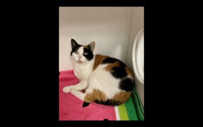 Genevieve the gem searches for her forever home