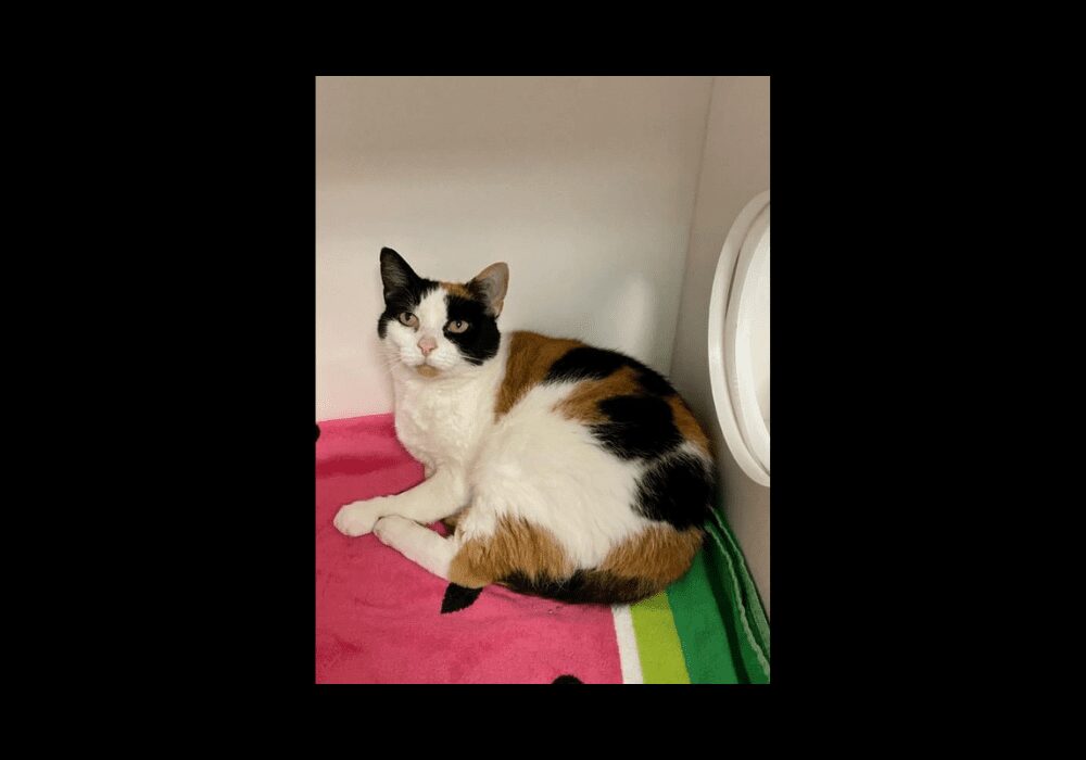 Genevieve-the-cat