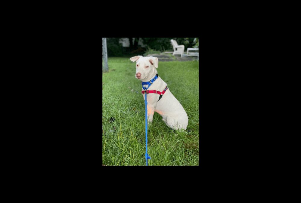 Here’s Johnny! Your newest family member awaits!