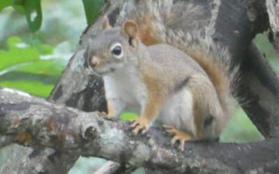 Walk of the Week: June 9, 2022