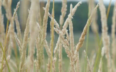 Walk of the Week: June 23, 2022