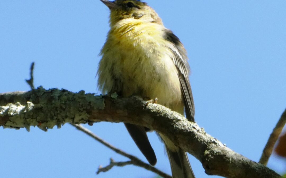 Walk of the Week: April 20, 2023