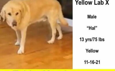Pembroke Residents Looking for Hal, a Missing Golden Retriever/Yellow Lab X