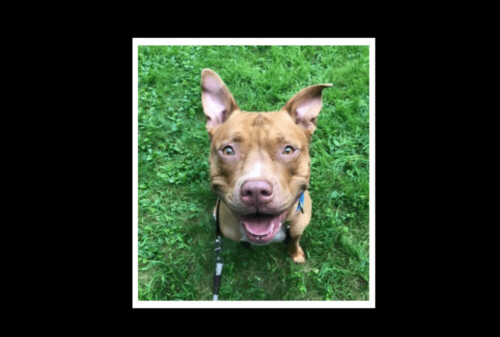 Say hello to Brewster, our pet of the week!