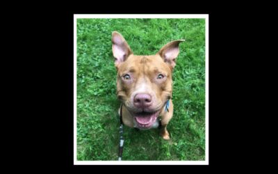 Say hello to Brewster, our pet of the week!