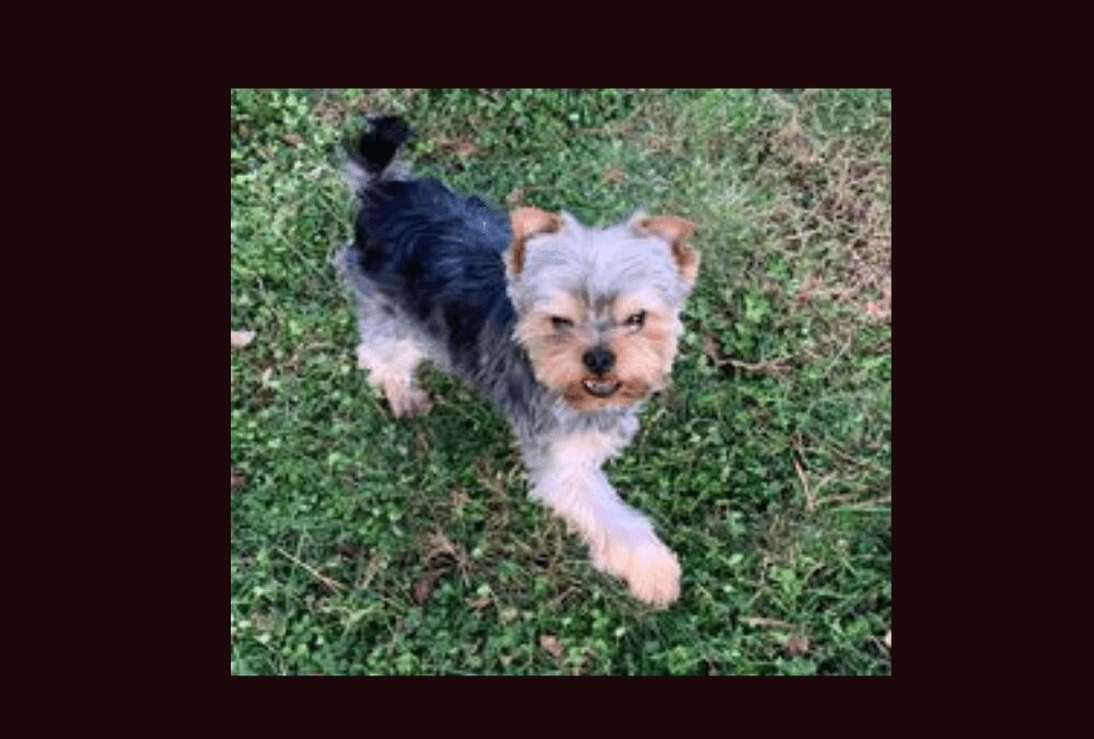 Meet Jerry the Yorkie