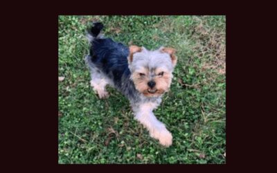 Meet Jerry the Yorkie