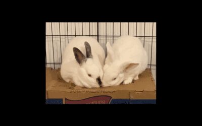 These Friends Want to Hop on Over to Your House