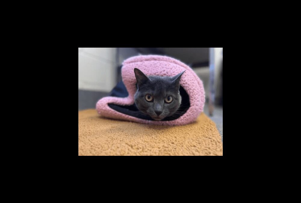 Kitty Cat Needs a Home