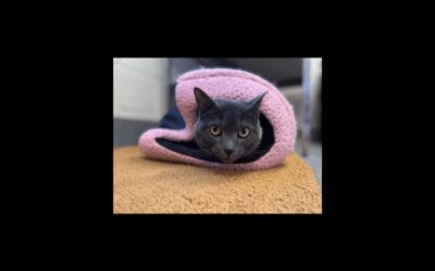 Kitty Cat Needs a Home