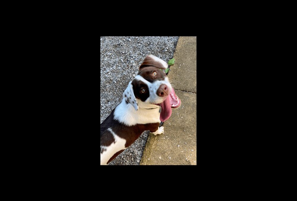 Meet Molly, our Pet of the Week!