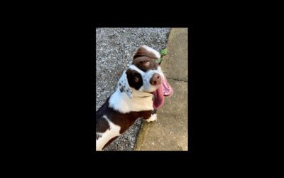 Meet Molly, our Pet of the Week!